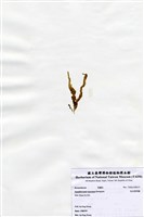 藏品(短尖假羽藻)的圖片